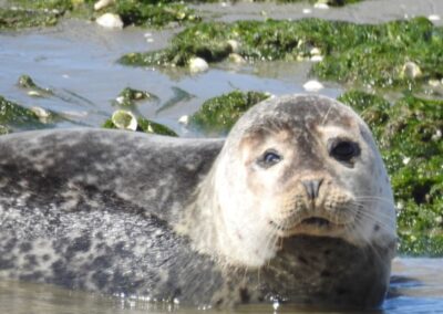 Rondvaart zeehonden - Hotel Brasserie Smits